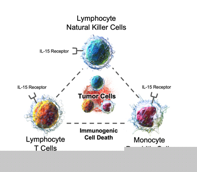 NK-cells-pg11.jpg