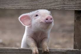 Activist Alert: Kroger is next in Icahn’s Animal Welfare Campaign