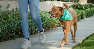 Wag! on Why Pet Care is a Growing   Post-Pandemic Play